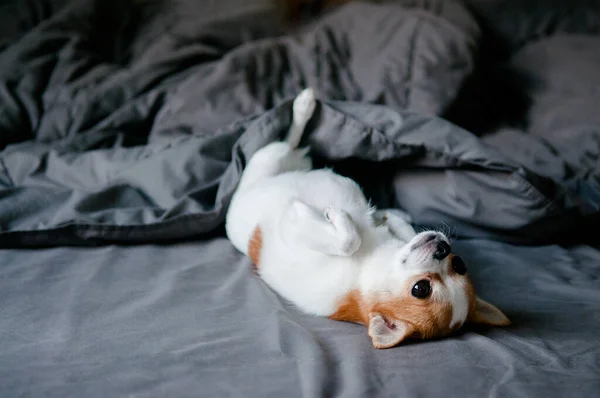 Sleepy Cute Chihuahua Dog Lying Turning Face Blanket Bed — Stock Photo, Image