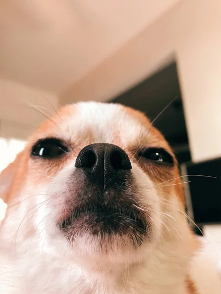 Chihuahua Welpe Macht Lustiges Gesicht Weißes Und Braunes Chihuahua Hundegesicht — Stockfoto