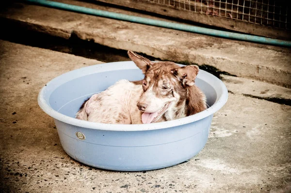 Hanseníase Asiático Cão Animal Doente Hanseníase Pele Problema Sem Teto — Fotografia de Stock