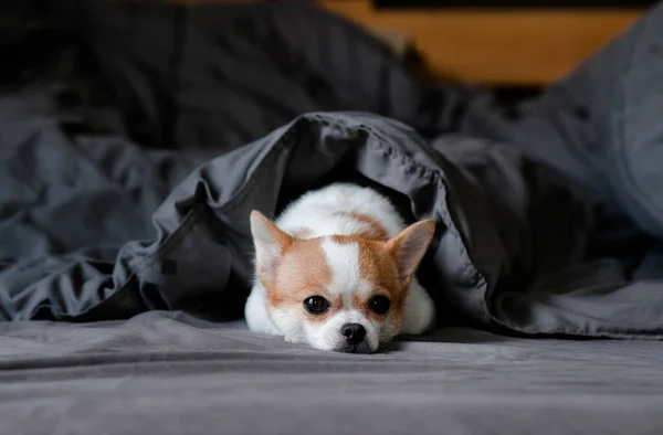 Sleepy Cute Chihuahua Perro Debajo Manta Cama — Foto de Stock