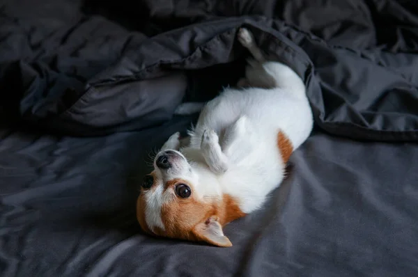 Ospalý Roztomilý Čivava Pes Ležící Otáčivým Obličejem Nahoru Pod Přikrývkou — Stock fotografie