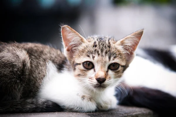 曼谷的无家可归的小猫 街头猫问题 — 图库照片