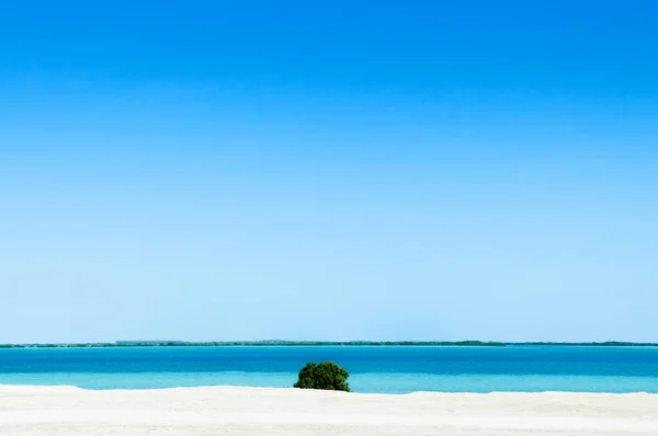 Playa Arena Blanca Mar Azul Con Arbusto Verde Yas Isla — Foto de Stock