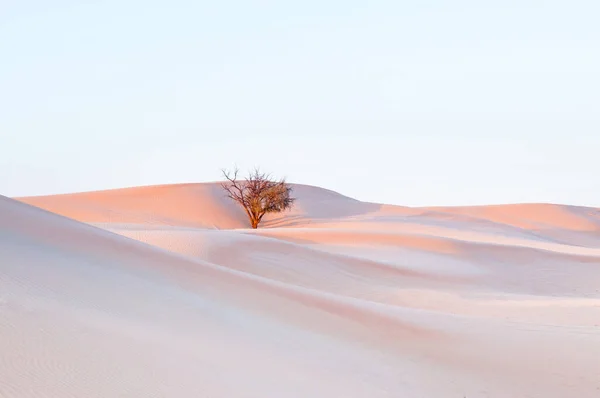 Árvore Morta Deserto Wathba Com Bela Duna Areia — Fotografia de Stock