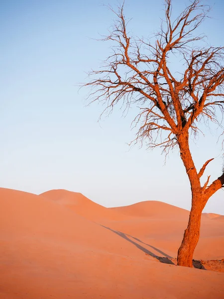 Schöne Lebendige Orange Farbe Abgestorbener Baum Der Wüste Wathba Mit — Stockfoto