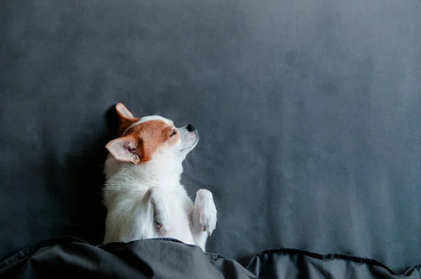 Dormir Lindo Perro Chihuahua Debajo Manta Cama — Foto de Stock