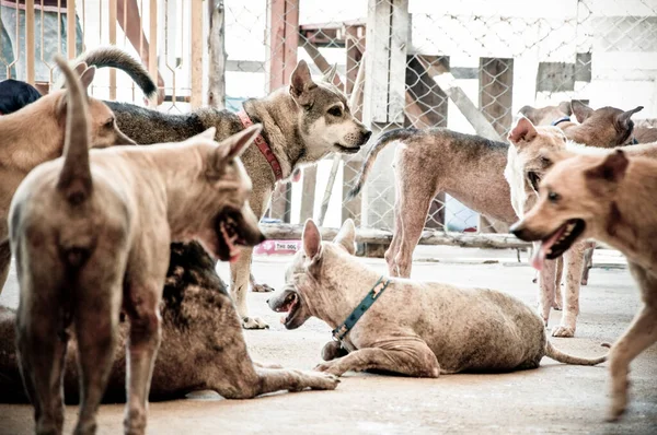 Hanseníase Asiático Cão Animal Doente Hanseníase Pele Problema Sem Teto — Fotografia de Stock