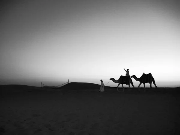 Camellos Atardecer Cabalgando Desierto Abu Dhabi — Foto de Stock