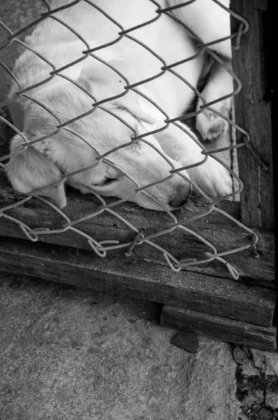 Hanseníase Asiático Cão Animal Doente Hanseníase Pele Problema Sem Teto — Fotografia de Stock