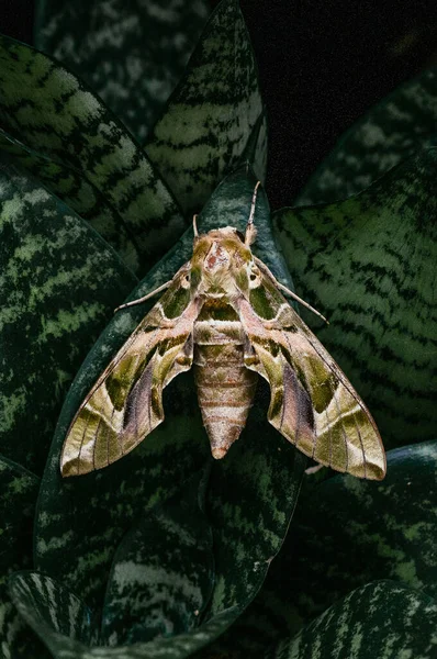 大規模な美しいオランダの鷹蛾 ヘビの植物に軍の緑の蛾濃い緑の葉 — ストック写真