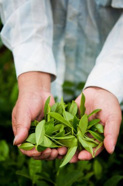 Taze taze Longjing Tea yeşil yaprakları çiftçilerin elinde. Detayları kapat. Hangzhou - Meijiawu köyünde Çin çay tarımı