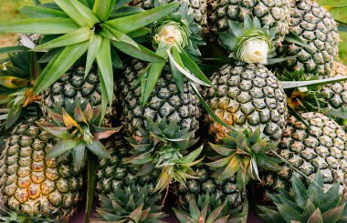 Taze ananas yığını Tayland egzotik tropikal meyve - Tarım ürünü tarım