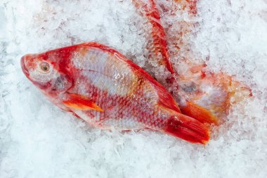 Çiğ kırmızı Tilapia balığını taze deniz ürünleri pazarının üst manzarasında soğuk buz üzerinde kapatın.