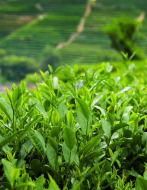 Meijiawu köyündeki yeşil çay yaprakları, Çin 'in Hangzhou kentindeki en kaliteli Longjing yeşil çayı.