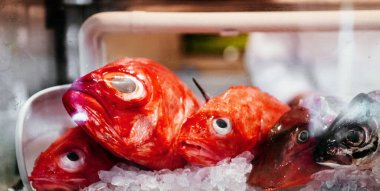 Taze kırmızı Kinmedai ya da Japon restoranında kaliteli suşi için buzda Splendid Alfonsino.