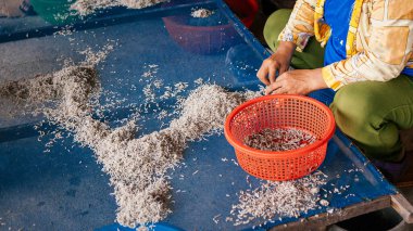 Asyalı işçiler yerel deniz ürünleri fabrikasında tuzlanmış ançüez balığı hazırlıyorlar. Yerel deniz ürünleri endüstrisi Tayland 'ı kapatıyorlar.
