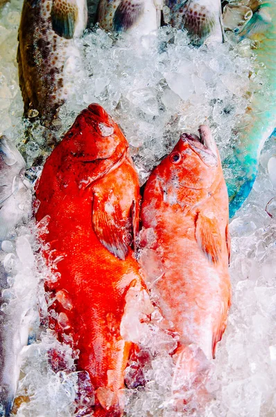 Red Grouper Vis Ijs Phuket Lokale Vismarkt — Stockfoto