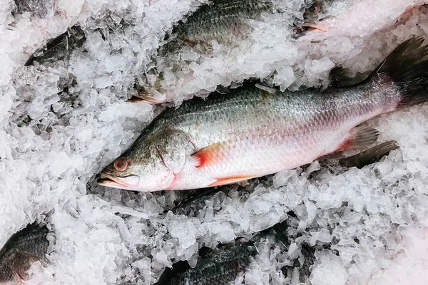 Primer Plano Fresco Asiático Pescado Lubina Plata Hielo Frío Vista —  Fotos de Stock