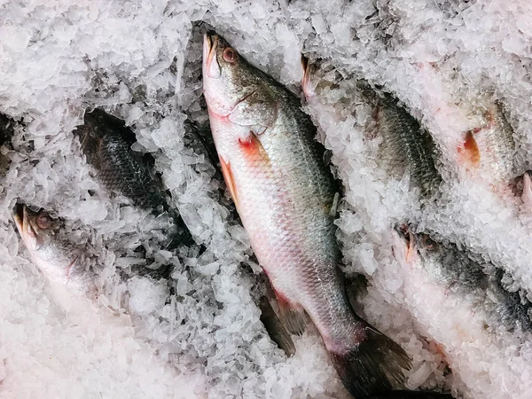 Close up raw Fresh Asian silver sea bass fish on cold ice in fresh seafood market top view