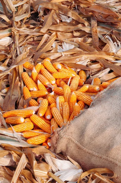 Hermoso Maíz Amarillo Maduro Saco Sobre Cáscara Seca Granja Rural — Foto de Stock