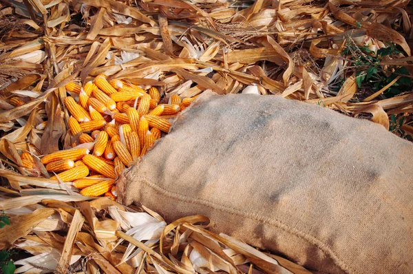 Hermoso Maíz Amarillo Maduro Saco Sobre Cáscara Seca Granja Rural — Foto de Stock