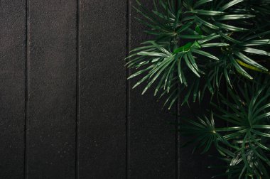 Siyah beton duvarlı yeşil bambu palmiye yaprakları koyu tonu tonu görüntüsü - soluk kavramlı modern dekorasyon