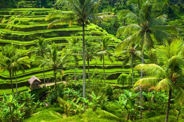 Ubud, Bali, Endonezya 'da tepe yamacında hindistan cevizi palmiyeli pirinç tarlaları..