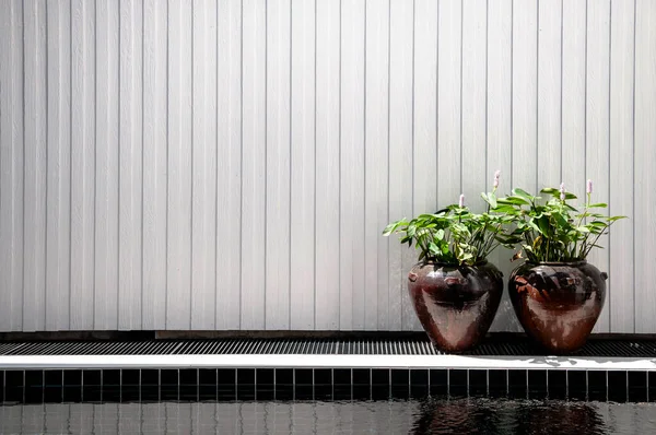 Vintage dark brown coloured ceramic vase shape plant pot with Pickerelweed water plant by the pool and white wall background.