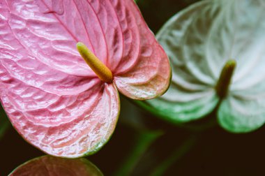 Pembe Anthurium çiçeği ya da yemyeşil yapraklı Flamingo çiçeği. Ayrıntıları kapat
