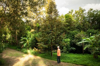 20 Mayıs 2018 Hua Hin, Tayland - Tayland 'da yemyeşil tropik meyve bahçesindeki Durian ağacı ve sıcak akşam güneşine karşı çiftçi