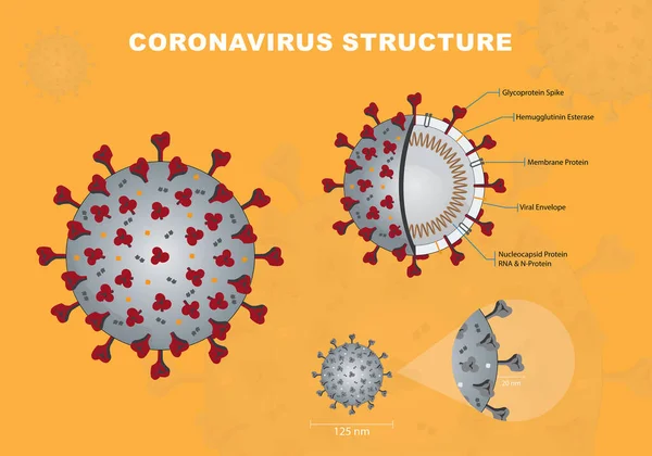 Coronavirus veya Covid19 veya Sar COV 2 kesit modeli. Coronavirus - Sarmalanmış virüs yapısal vektör çizimi grafiği