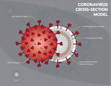 Coronavirus veya Covid19 veya Sar COV 2 kesit modeli. Coronavirus - Sarmalanmış virüs yapısal vektör çizimi grafiği