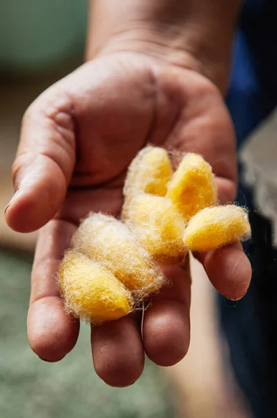 Rincian Coklat Sutra Kuning Bersinar Alami Serikultur Tradisional Pembuatan Sutra — Stok Foto