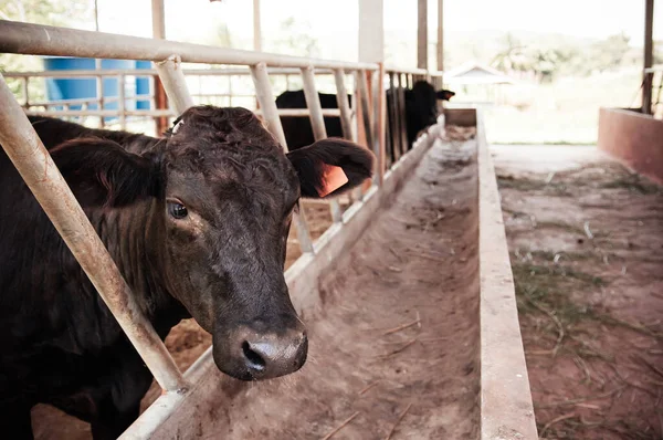 Black Tajima cattle cow - beef cow farm in Phu Phan, Sakon Nakhon - Thailand. Using Wagyu cattle breed from Japan