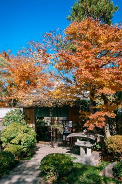 10 DEC, 2012 Omiya, Saitama, JAPAN Zen Japon bahçesinde sonbahar renkli akçaağaç