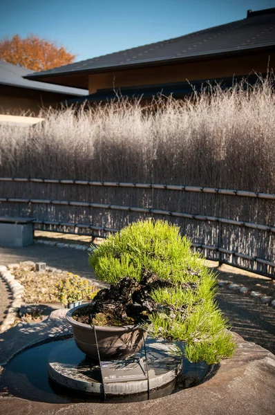 Dec 2012 Omiya Saitama Japão Japonês Juniper Bonsai Omiya Bonsai — Fotografia de Stock