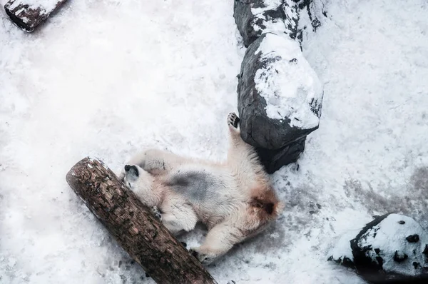 Biały Samiec Niedźwiedzia Polarnego Szczęśliwie Leży Śniegu Pomiędzy Drewnianą Kłodą — Zdjęcie stockowe