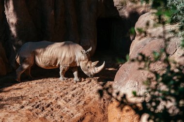 Large beautiful African big five southern white Rhino under bright sun in Valencia Bioparc zoo. Spain clipart