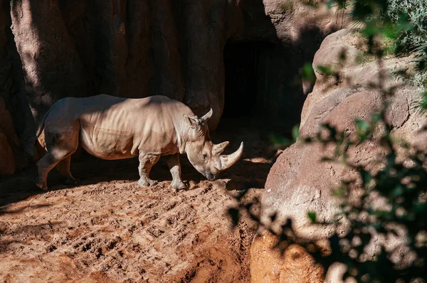 Large beautiful African big five southern white Rhino under bright sun in Valencia Bioparc zoo. Spain