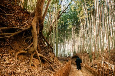 Samuray kostümlü bir adam yeşil barışçıl bambu ormanlarında ve küçük toprak sokakta yürüyor, Sakura şehri, Chiba, Japonya