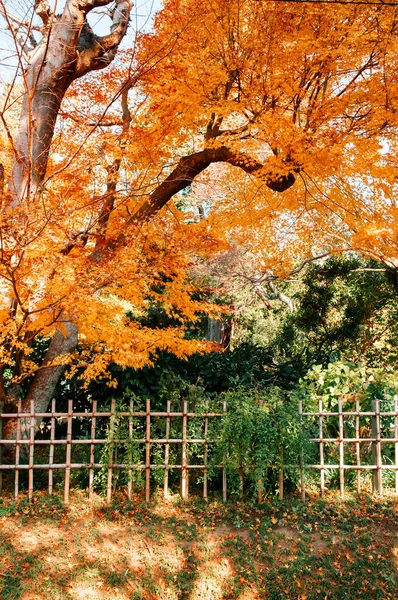 Foglie Colorate Giallo Autunno Fogliame Con Recinzione Bambù Nel Villaggio — Foto Stock