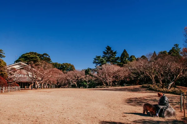 Dec 2012 Тиба Япония Старый Парк Бывшем Доме Самураев Деревьями — стоковое фото