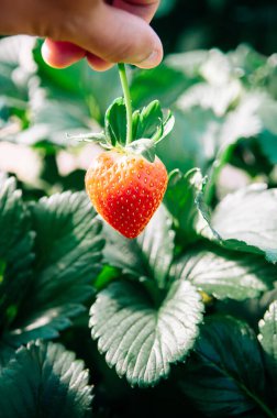 Çiftlikte taze taze taze kırmızı çilek topluyorum, modern ariculture çiftliği.