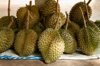 Taze büyük Durian meyveleri Tayland meyve bahçesinde. Çivili ve eşsiz kokulu meyvelerin kralı.