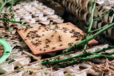 Tayland 'da yenebilir çekirge çiftliği alternatif gıda egzotik yerel böcek çiftliği