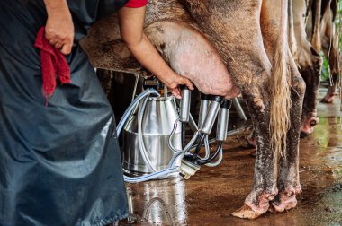 Asyalı çiftçi yerel çiftlikte otomatik süt sağma makinesi kullanıyor. Tayland 'da sağma süreci