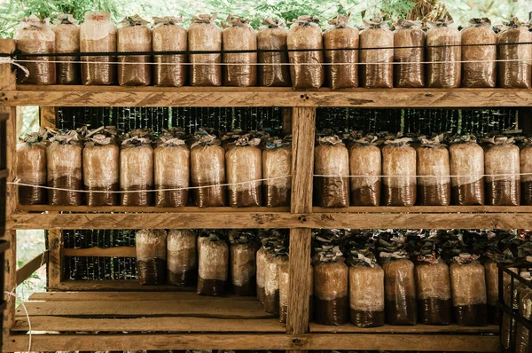 Los Hongos Desovan Viejo Estante Madera Una Pequeña Granja Hongos — Foto de Stock