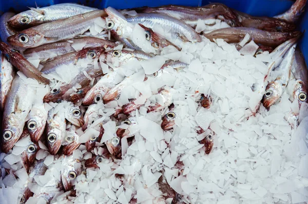 Freash Crudo Español Boquerones Pescado Caja Hielo Mercado Mariscos Valencia —  Fotos de Stock