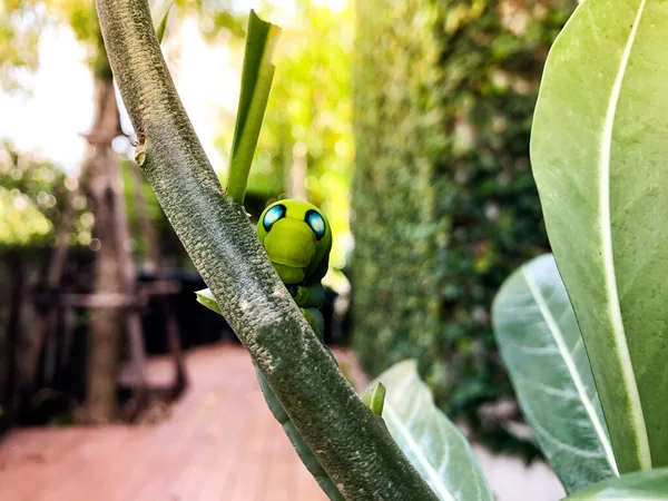 Oruga Verde Adelfa Hawkmoth Daphnis Nerii Con Puntos Azules Comiendo — Foto de Stock