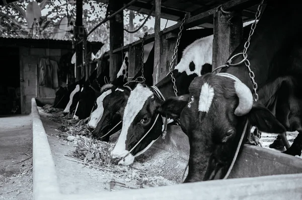 Female cow cattles in local dairy farm in Thailand, eating food. Black and white image